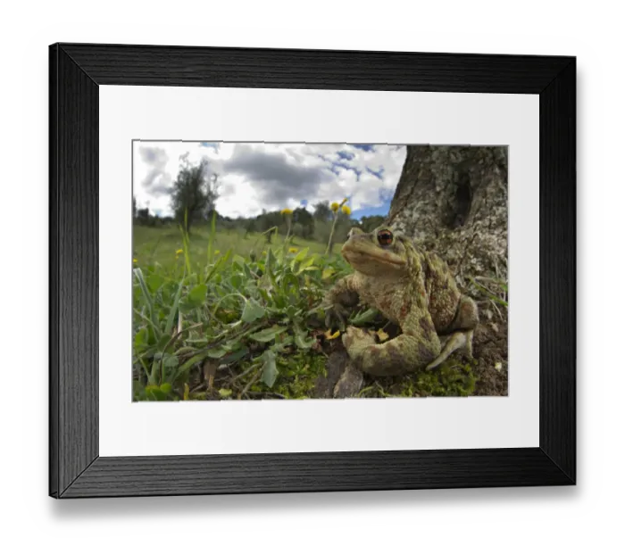 Framed Print : Common Toad (Bufo bufo) adult, sitting at base of tree in habitat, Italy, april