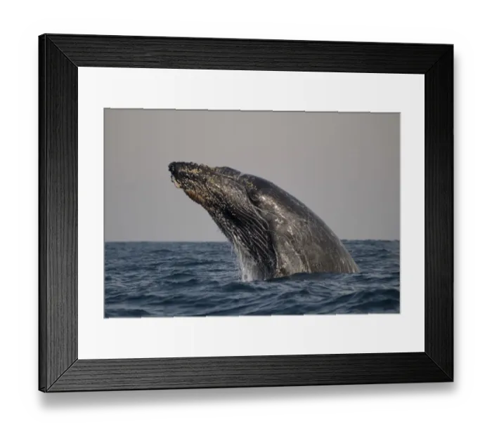 Framed Print : Humpback Whale (Megaptera novaeangliae) adult, breaching in unusual position at surface of sea, offshore Port St. Johns, Wild Coast, Eastern Cape (Transkei), South Africa Framed Print : Humpback Whale (Megaptera novaeangliae) adult, breaching in unusual position at surface of sea, offshore Port St. Johns, Wild Coast, Eastern Cape (Transkei), South Africa