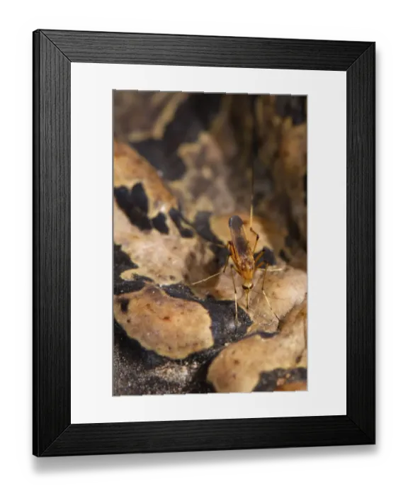 Framed Print : Cane Toad (Rhinella marinus) adult, close-up of skin, with mosquito sucking blood, Los Amigos Biological Station, Madre de Dios, Amazonia, Peru Framed Print : Cane Toad (Rhinella marinus) adult, close-up of skin, with mosquito sucking blood, Los Amigos Biological Station, Madre de Dios, Amazonia, Peru