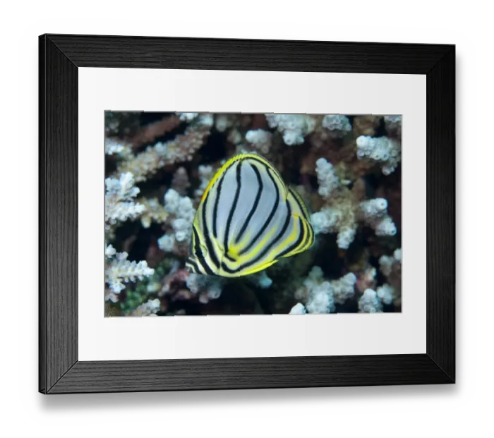 Framed Print : Ornate Butterflyfish (Chaetodon ornatissimus) adult, swimming in reef, Uhak Reef, Wetar Island, Barat Daya Islands, Lesser Sunda Islands, Maluku Province, Indonesia Framed Print : Ornate Butterflyfish (Chaetodon ornatissimus) adult, swimming in reef, Uhak Reef, Wetar Island, Barat Daya Islands, Lesser Sunda Islands, Maluku Province, Indonesia