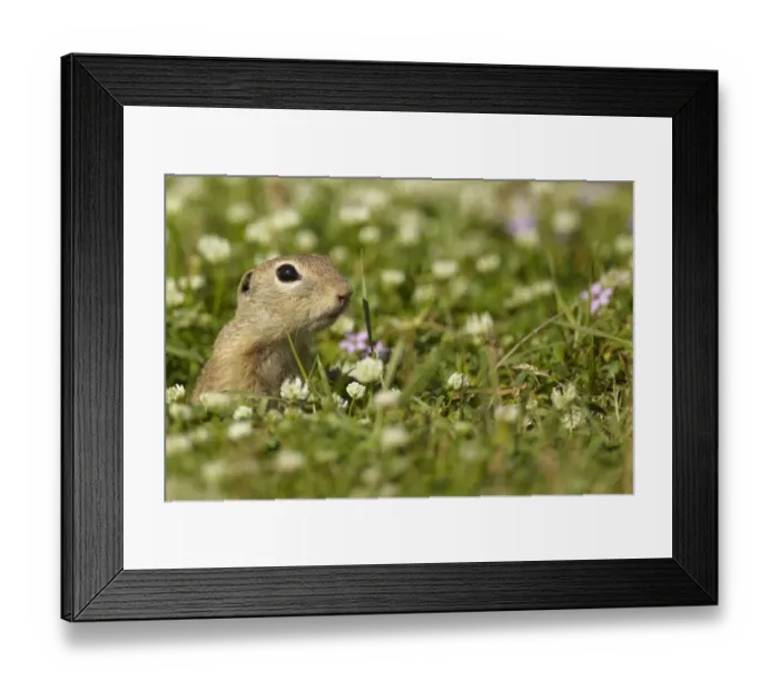 Framed Print : European Souslik (Spermophilus citellus) adult, emerging from burrow amongst wildflowers in meadow, Bulgaria Framed Print : European Souslik (Spermophilus citellus) adult, emerging from burrow amongst wildflowers in meadow, Bulgaria