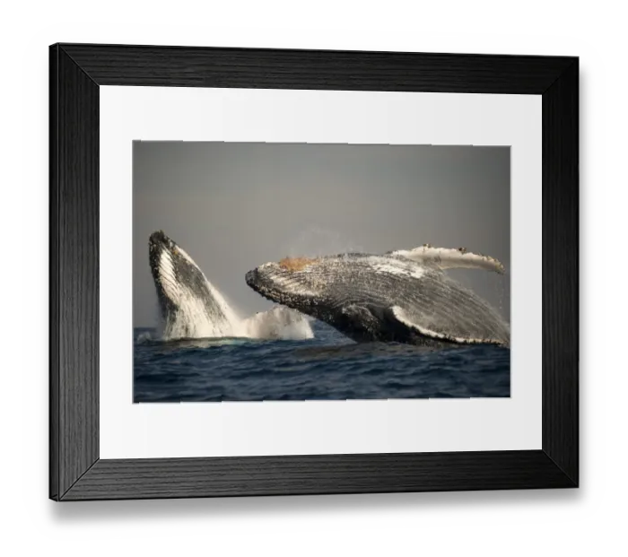 Framed Print : Humpback Whale (Megaptera novaeangliae) adult pair, breaching at surface of sea, offshore Port St. Johns, Wild Coast, Eastern Cape (Transkei), South Africa Framed Print : Humpback Whale (Megaptera novaeangliae) adult pair, breaching at surface of sea, offshore Port St. Johns, Wild Coast, Eastern Cape (Transkei), South Africa