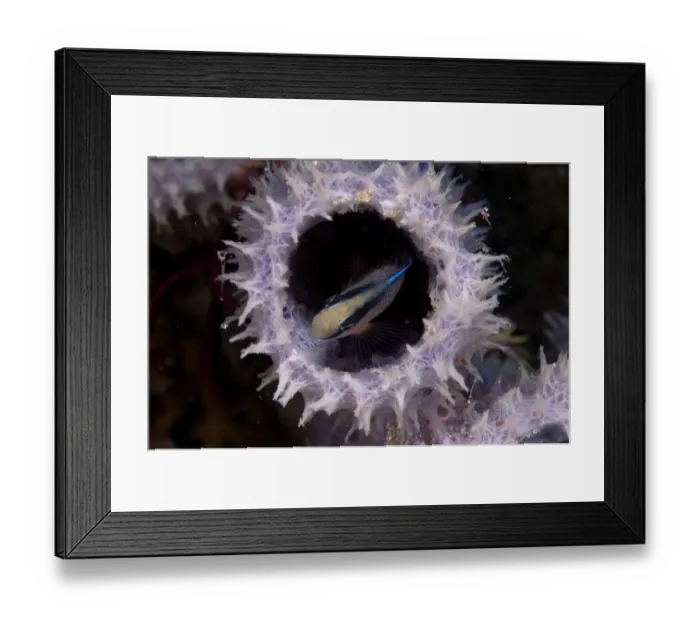 Framed Print : Splendid Dottyback (Pseudochromis splendens) adult, sheltering in sponge at night, Wetar Island, Barat Daya Islands, Lesser Sunda Islands, Maluku Province, Indonesia Framed Print : Splendid Dottyback (Pseudochromis splendens) adult, sheltering in sponge at night, Wetar Island, Barat Daya Islands, Lesser Sunda Islands, Maluku Province, Indonesia
