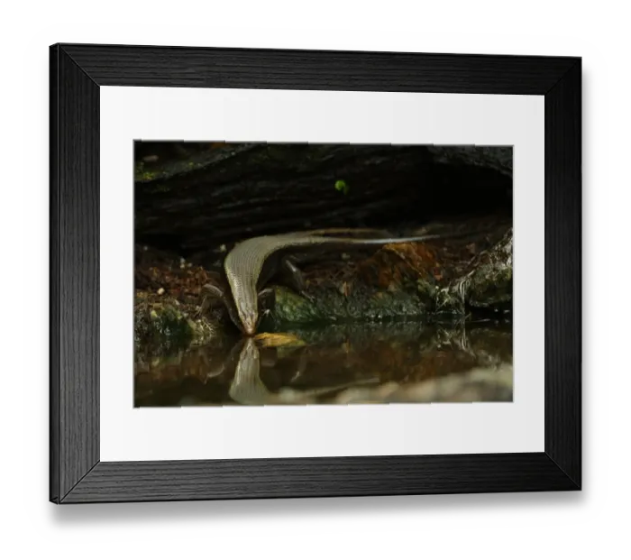 Framed Print : Common Sun Skink (Eutropis multifasciata) adult, drinking at forest pool, Kaeng Krachan N. P. Thailand, november