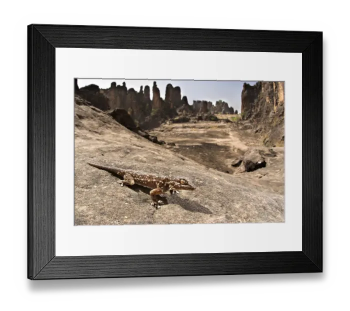 Framed Print : White-spotted Wall Gecko (Tarentola annularis) adult, standing on rock in habitat, Pic de Sindou, Sindou, Leraba Province, Burkina Faso Framed Print : White-spotted Wall Gecko (Tarentola annularis) adult, standing on rock in habitat, Pic de Sindou, Sindou, Leraba Province, Burkina Faso
