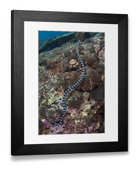 Framed Print : Banded Sea Krait (Laticauda colubrina) adult, hunting in reef, Gunung Api, Banda Sea, Indonesia Framed Print : Banded Sea Krait (Laticauda colubrina) adult, hunting in reef, Gunung Api, Banda Sea, Indonesia