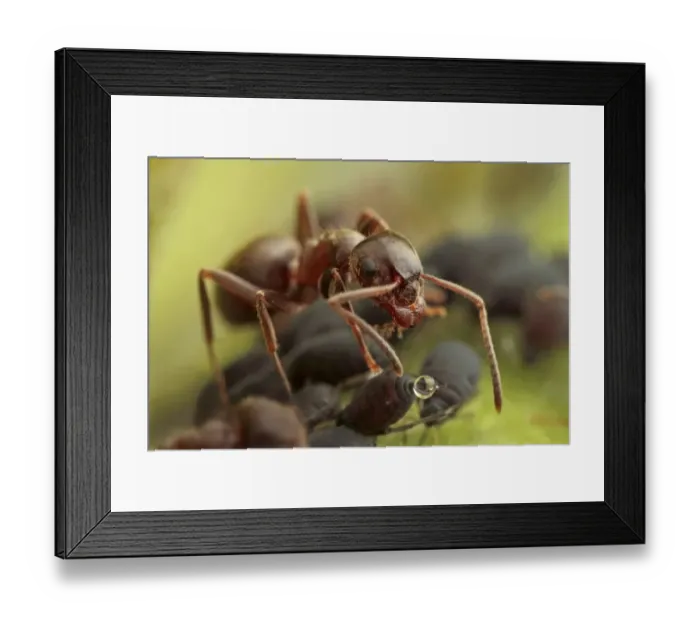 Framed Print : Black Garden Ant (Lasius niger) adult, worker feeding on honeydew from Black Bean Aphid (Aphis fabae), Leicestershire, England, june