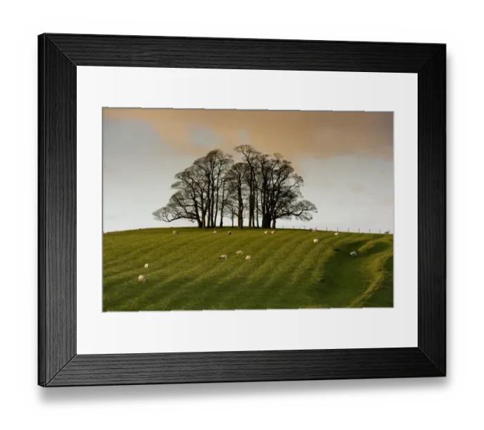 Framed Print : Domestic Sheep, flock grazing in pasture beside bare trees in evening sunlight, Wigglesworth, North Yorkshire, England, november Framed Print : Domestic Sheep, flock grazing in pasture beside bare trees in evening sunlight, Wigglesworth, North Yorkshire, England, november
