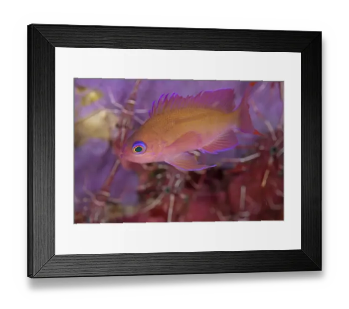 Framed Print : Stocky Anthias (Pseudanthias hypselosoma) adult, swimming in reef, Seraya Beach Resort, Bali, Lesser Sunda Islands, Indonesia Framed Print : Stocky Anthias (Pseudanthias hypselosoma) adult, swimming in reef, Seraya Beach Resort, Bali, Lesser Sunda Islands, Indonesia