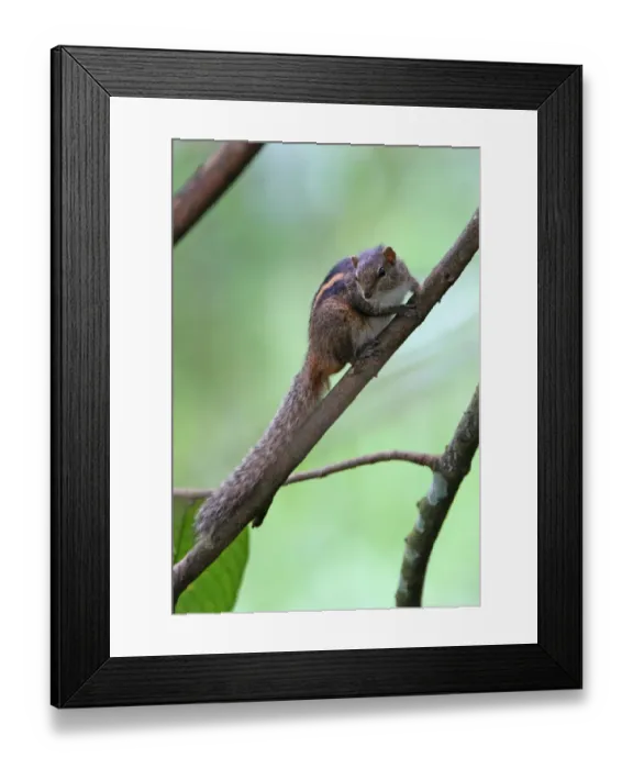 Framed Print : Indian Palm Squirrel (Funambulus palmarum) adult, sitting on branch, Sri Lanka, december Framed Print : Indian Palm Squirrel (Funambulus palmarum) adult, sitting on branch, Sri Lanka, december