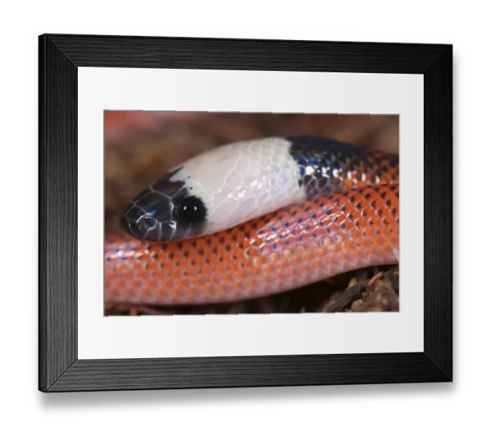 Framed Print : Amazon Egg-eater (Drepanoides sp. ) adult, close-up of head, Los Amigos Biological Station, Madre de Dios, Amazonia, Peru Framed Print : Amazon Egg-eater (Drepanoides sp. ) adult, close-up of head, Los Amigos Biological Station, Madre de Dios, Amazonia, Peru