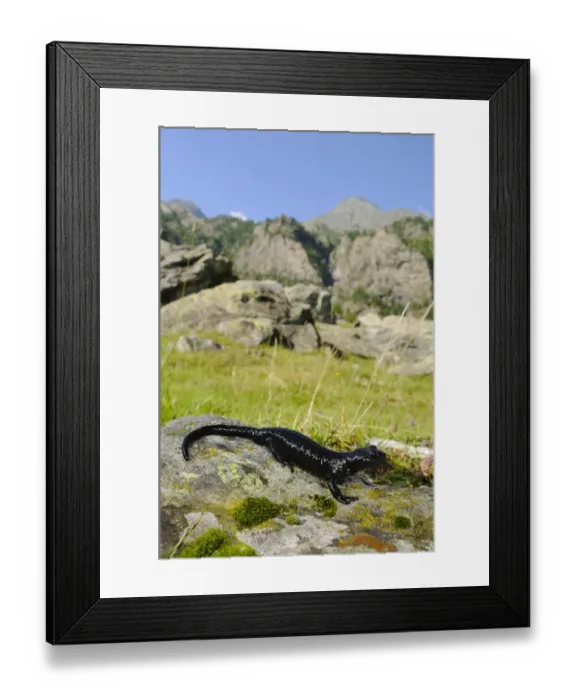 Framed Print : Lanza's Alpine Salamander (Salamandra lanzai) adult, on rock in mountain valley habitat, Italian Alps, Italy, august Framed Print : Lanza's Alpine Salamander (Salamandra lanzai) adult, on rock in mountain valley habitat, Italian Alps, Italy, august