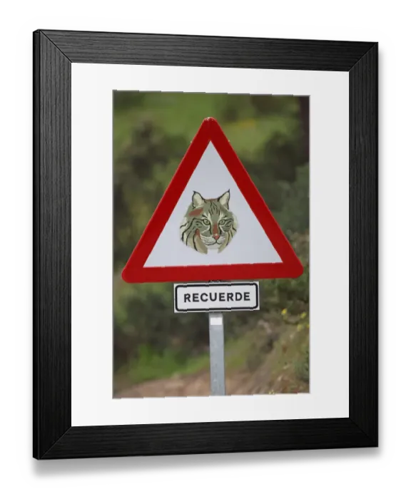 Framed Print : Iberian Lynx (Lynx pardinus) crossing warning sign beside road in dehesa, Sierra de Andujar, Jaen, Andalucia, Spain, march Framed Print : Iberian Lynx (Lynx pardinus) crossing warning sign beside road in dehesa, Sierra de Andujar, Jaen, Andalucia, Spain, march