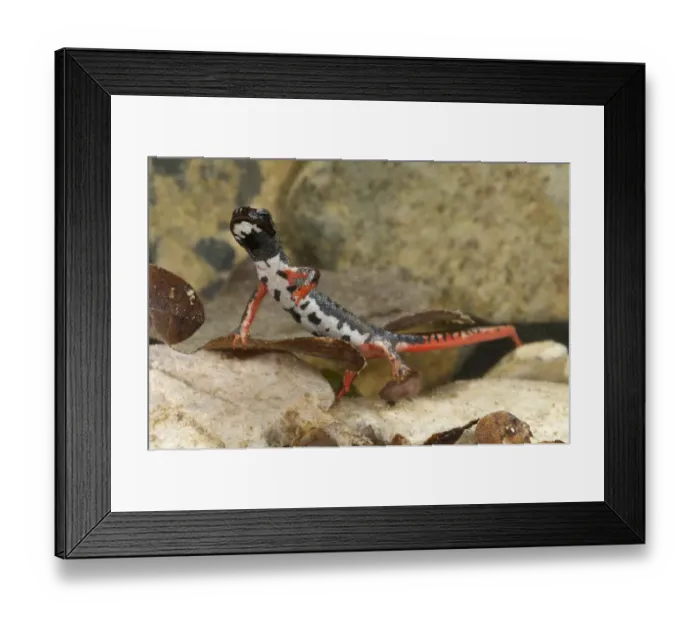 Framed Print : Northern Spectacled Salamander (Salamandrina perspicillata) adult, underwater, Italy