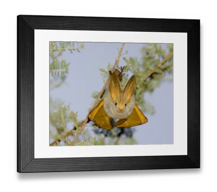 Framed Print : Yellow-winged Bat (Lavia frons) adult, roosting during daytime, Baringo, Great Rift Valley, Kenya