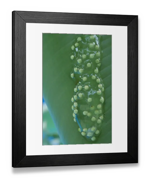 Framed Print : Red-eyed Treefrog (Agalychnis callidryas) eggs, attached to leaf over water, Tortuguero N. P. Caribbean Coast, Costa Rica Framed Print : Red-eyed Treefrog (Agalychnis callidryas) eggs, attached to leaf over water, Tortuguero N. P. Caribbean Coast, Costa Rica