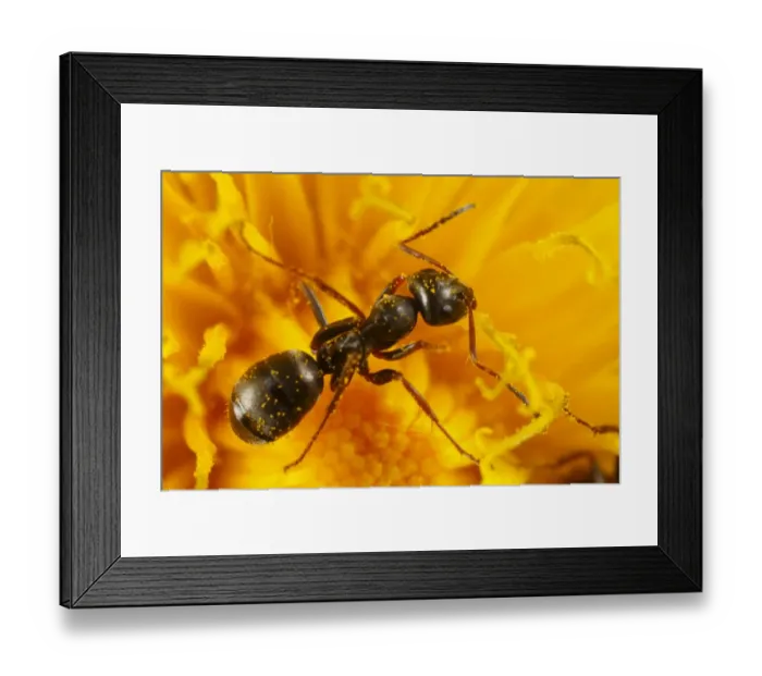 Framed Print : Black Garden Ant (Lasius niger) adult worker, feeding on Dandelion (Taraxacum sp. ) flower, Powys, Wales, april Framed Print : Black Garden Ant (Lasius niger) adult worker, feeding on Dandelion (Taraxacum sp. ) flower, Powys, Wales, april