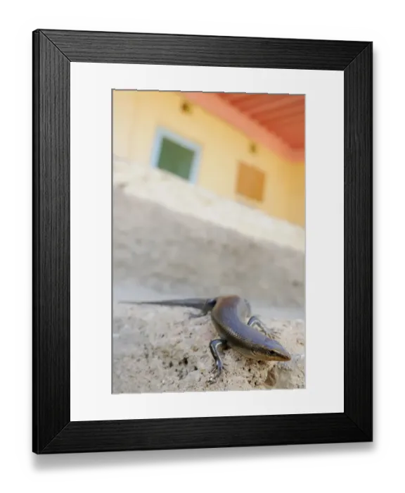 Framed Print : Socotra Skink (Trachylepis socotrana) adult, resting on house wall, Socotra, Yemen, december Framed Print : Socotra Skink (Trachylepis socotrana) adult, resting on house wall, Socotra, Yemen, december