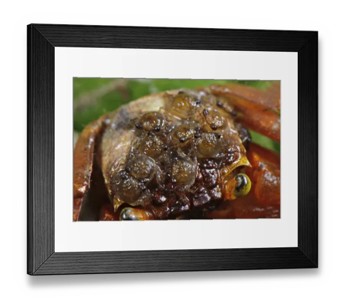 Framed Print : Mandarin Crab (Geosesarma notophorum) adult female, with young on carapace, Pulau Lingga (Lingga Islands), Riau Islands Province, Sumatra, Indonesia Framed Print : Mandarin Crab (Geosesarma notophorum) adult female, with young on carapace, Pulau Lingga (Lingga Islands), Riau Islands Province, Sumatra, Indonesia