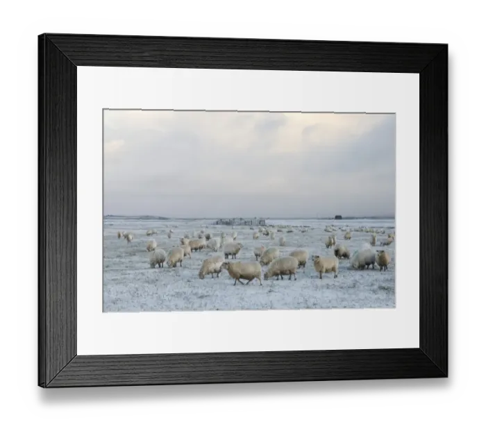 Framed Print : Domestic Sheep, Romney Sheep, flock, grazing in snow on grazing marsh, Elmley Marshes N. N. R. Isle of Sheppey, Kent, England, february Framed Print : Domestic Sheep, Romney Sheep, flock, grazing in snow on grazing marsh, Elmley Marshes N. N. R. Isle of Sheppey, Kent, England, february