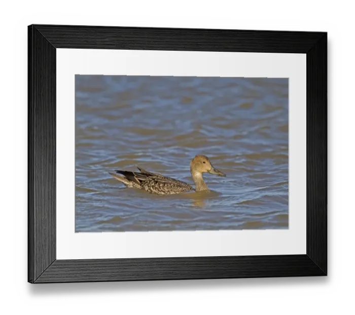 Framed Print : Northern Pintail (Anas acuta) adult female, swimming, Norfolk, England, october Framed Print : Northern Pintail (Anas acuta) adult female, swimming, Norfolk, England, october