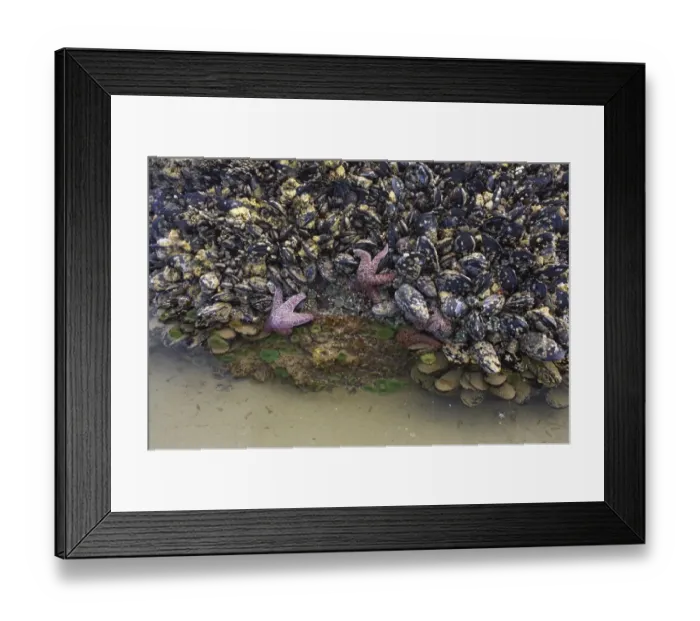 Framed Print : Ochre Seastar (Pisaster ochraceus) and Giant Green Anemone (Anthopleura xanthogrammica) exposed in mussel bed at low tide, Cannon Beach, Oregon, U. S. A Framed Print : Ochre Seastar (Pisaster ochraceus) and Giant Green Anemone (Anthopleura xanthogrammica) exposed in mussel bed at low tide, Cannon Beach, Oregon, U. S. A