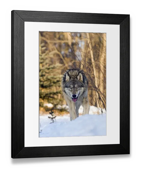 Framed Print : Grey Wolf (Canis lupus) adult, walking in snow, Minnesota, U. S. A. january