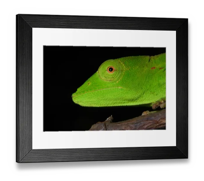 Framed Print : Short-nosed Chameleon (Calumma gastrotaenia) adult female, close-up of head, on branch in rainforest, Ambavaniasy, Eastern Madagascar, august Framed Print : Short-nosed Chameleon (Calumma gastrotaenia) adult female, close-up of head, on branch in rainforest, Ambavaniasy, Eastern Madagascar, august