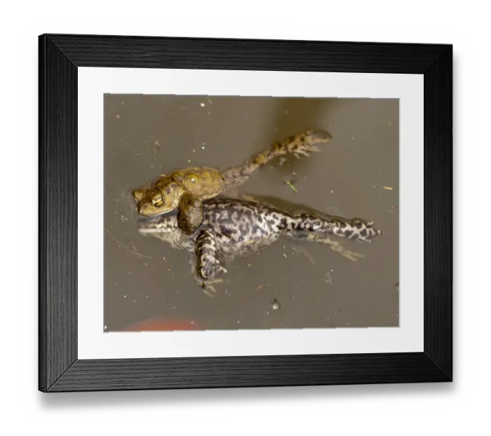Framed Print : Common Toad (Bufo bufo) adult male, attempting to mate with dead female, drowned during mating ball, in farm pond, Chipping, Lancashire, England, march