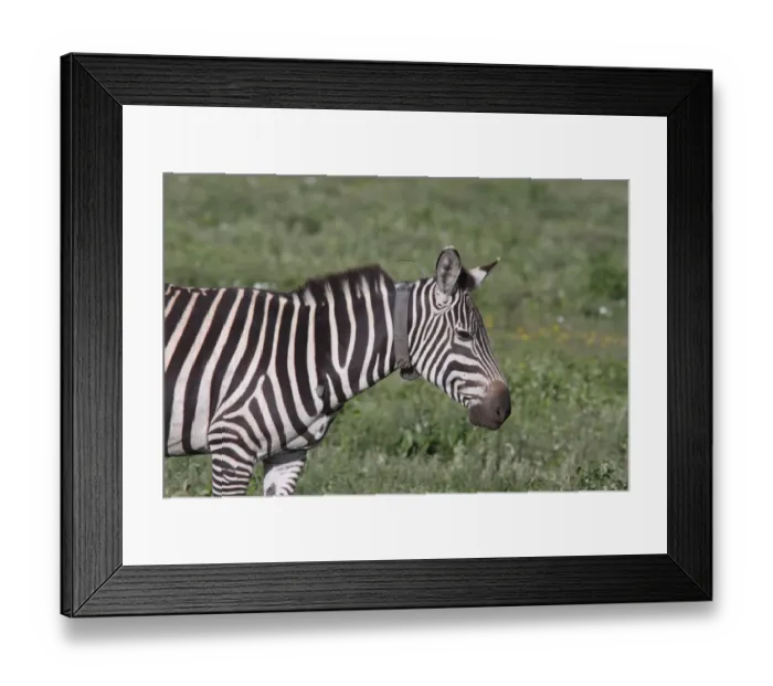 Framed Print : Grant's Zebra (Equus quagga boehmi) adult, wearing radio transmitter collar, Serengeti, Tanzania Framed Print : Grant's Zebra (Equus quagga boehmi) adult, wearing radio transmitter collar, Serengeti, Tanzania