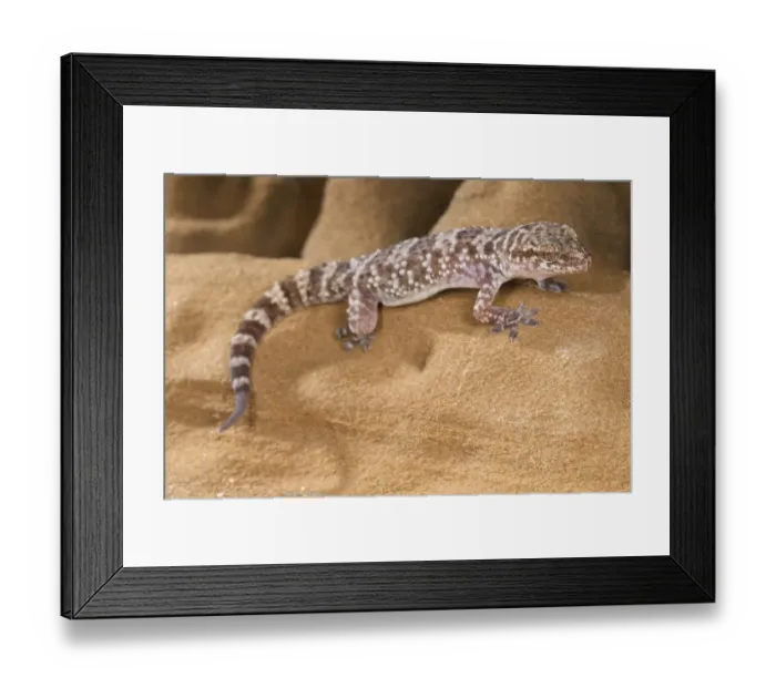 Framed Print : Turkish Gecko (Hemidactylus turcicus) adult, resting on sandstone rock, Italy, august Framed Print : Turkish Gecko (Hemidactylus turcicus) adult, resting on sandstone rock, Italy, august