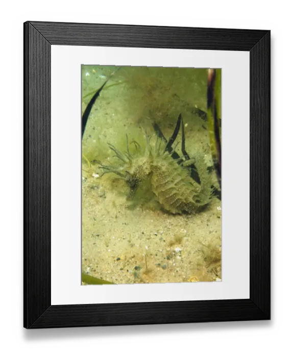 Framed Print : Long-snouted Seahorse (Hippocampus guttulatus) adult female, clinging to Eelgrass (Zostera marina) on sandy seabed, Studland Bay, Dorset, England, august Framed Print : Long-snouted Seahorse (Hippocampus guttulatus) adult female, clinging to Eelgrass (Zostera marina) on sandy seabed, Studland Bay, Dorset, England, august