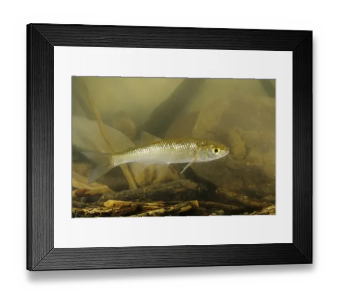 Framed Print : Cavedano Chub (Squalius squalus) young, swimming, Italy, august Framed Print : Cavedano Chub (Squalius squalus) young, swimming, Italy, august