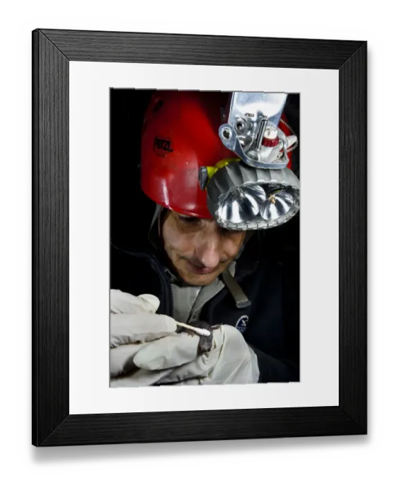 Framed Print : Strinati's Cave Salamander (Speleomantes strinatii) adult, being swabbed by herpetologist during chitrid fungus survey, Italy, october