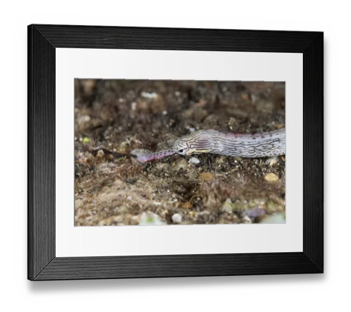Framed Print : Reeftop Pipefish (Corythoichthys haematopterus) adult, close-up of head, in reef at night, Bandaneira, near Ambon Island, Maluku Islands, Banda Sea, Indonesia Framed Print : Reeftop Pipefish (Corythoichthys haematopterus) adult, close-up of head, in reef at night, Bandaneira, near Ambon Island, Maluku Islands, Banda Sea, Indonesia