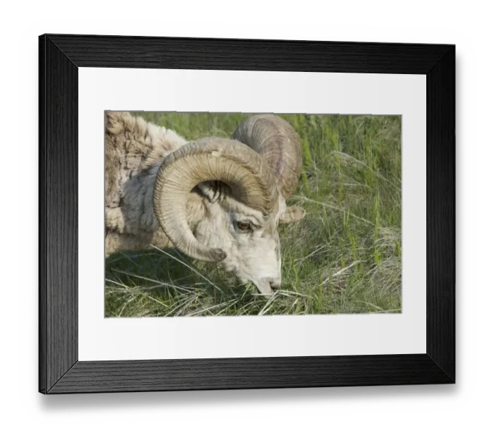 Framed Print : Bighorn Sheep (Ovis canadensis) adult male, grazing, close-up of head, Rocky Mountains, Alberta, Canada, june Framed Print : Bighorn Sheep (Ovis canadensis) adult male, grazing, close-up of head, Rocky Mountains, Alberta, Canada, june