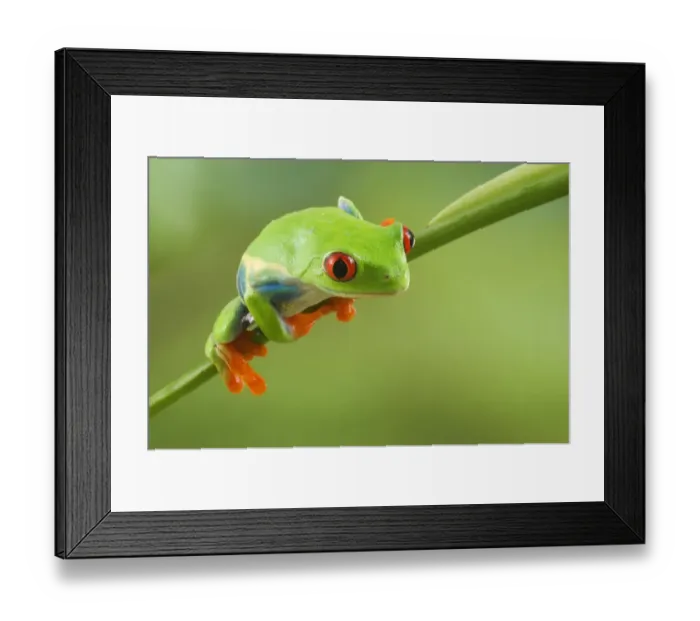 Framed Print : Red-eyed Treefrog (Agalychnis callidryas) adult, clinging to stem, Central America (captive)