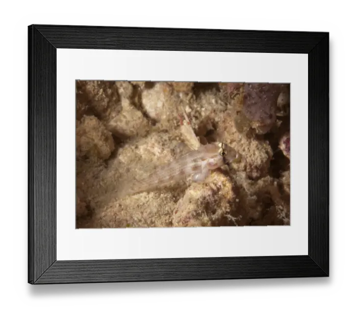 Framed Print : Eyebar Goby (Gnatholepsis anjerensis) adult, with parasite on head, Mabul Island, Sabah, Borneo, Malaysia Framed Print : Eyebar Goby (Gnatholepsis anjerensis) adult, with parasite on head, Mabul Island, Sabah, Borneo, Malaysia