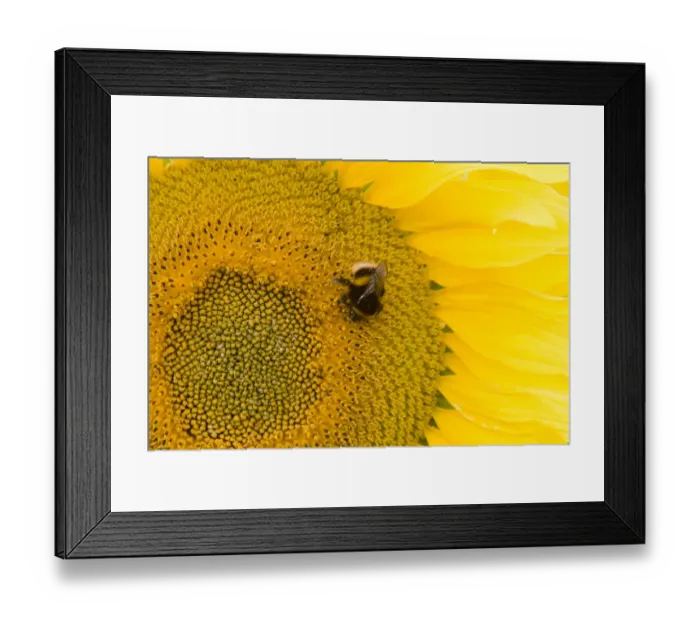 Framed Print : Buff-tailed Bumblebee (Bombus terrestris) adult, feeding on Sunflower (Helianthus annuus) crop in field, Lincolnshire, England, august