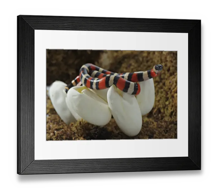 Framed Print : Pueblan Milk Snake (Lampropeltis triangulum campbelli) young, hatching from egg, Mexico
