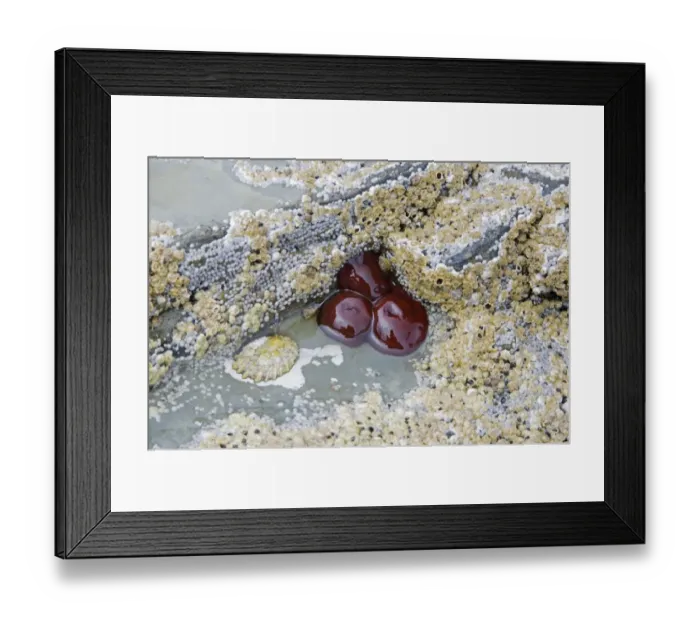 Framed Print : Beadlet Anemone (Actinia equina) closed, on rocks at low tide, Brough Head, Mainland, Orkney, Scotland, june Framed Print : Beadlet Anemone (Actinia equina) closed, on rocks at low tide, Brough Head, Mainland, Orkney, Scotland, june