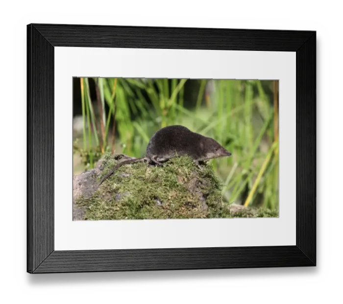 Framed Print : Eurasian Water Shrew (Neomys fodiens) adult, standing on moss, Warwickshire, England, july Framed Print : Eurasian Water Shrew (Neomys fodiens) adult, standing on moss, Warwickshire, England, july
