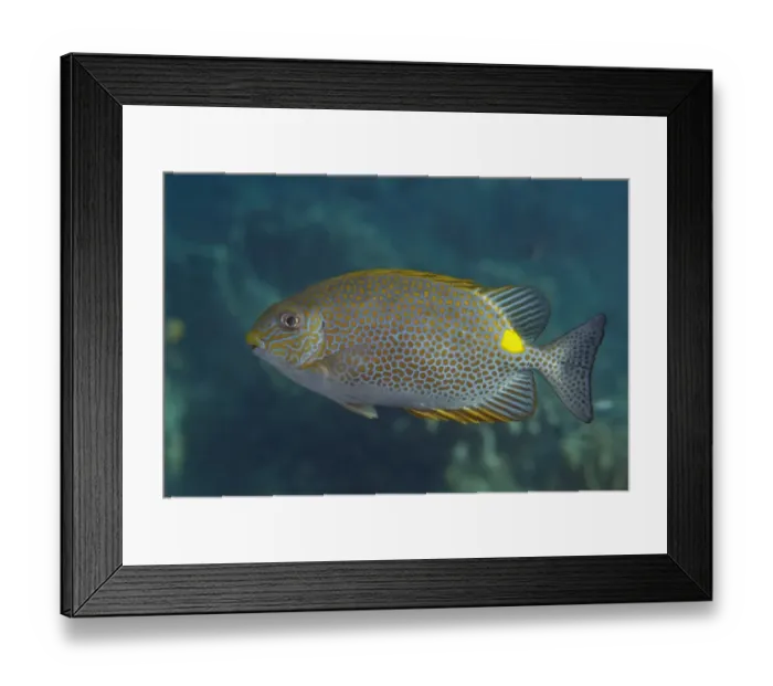 Framed Print : Gold-saddle Rabbitfish (Siganus guttatus) adult, swimming, Sipadan Island, Sabah, Borneo, Malaysia Framed Print : Gold-saddle Rabbitfish (Siganus guttatus) adult, swimming, Sipadan Island, Sabah, Borneo, Malaysia