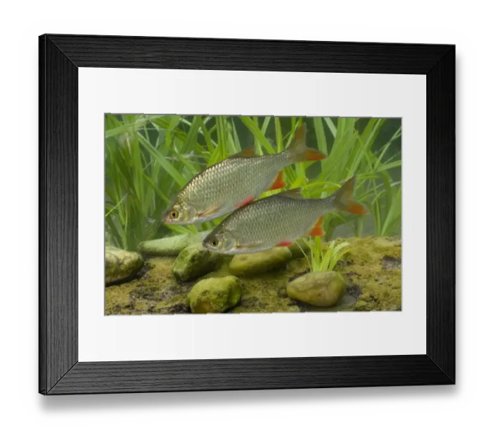 Framed Print : Common Rudd (Scardinius erythrophthalmus) two adults, swimming, England, july (captive) Framed Print : Common Rudd (Scardinius erythrophthalmus) two adults, swimming, England, july (captive)