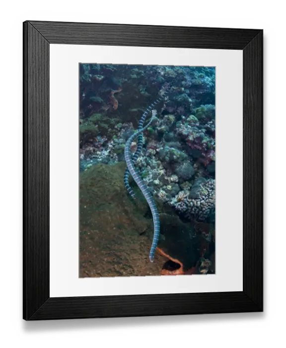Framed Print : Banded Sea Krait (Laticauda colubrina) adult pair, swimming in reef, Gunung Api, Banda Sea, Indonesia