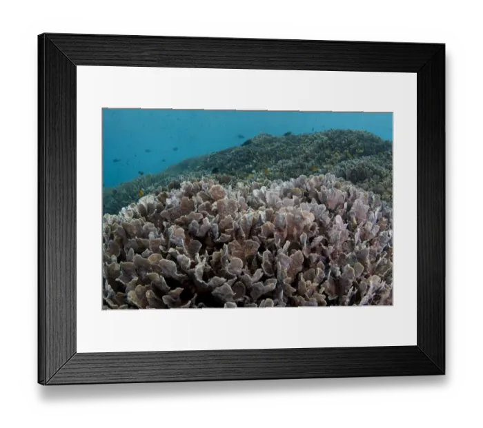 Framed Print : Hard Coral (Pavona decussata) in reef habitat with fish, Tugu, Nusa Penida, Bali, Lesser Sunda Islands, Indonesia Framed Print : Hard Coral (Pavona decussata) in reef habitat with fish, Tugu, Nusa Penida, Bali, Lesser Sunda Islands, Indonesia
