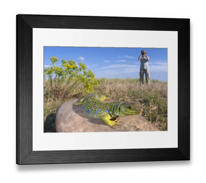 Framed Print : Ocellated Lizard (Timon lepidus) adult female, basking on rock in habitat, watched by person with binoculars, France Framed Print : Ocellated Lizard (Timon lepidus) adult female, basking on rock in habitat, watched by person with binoculars, France