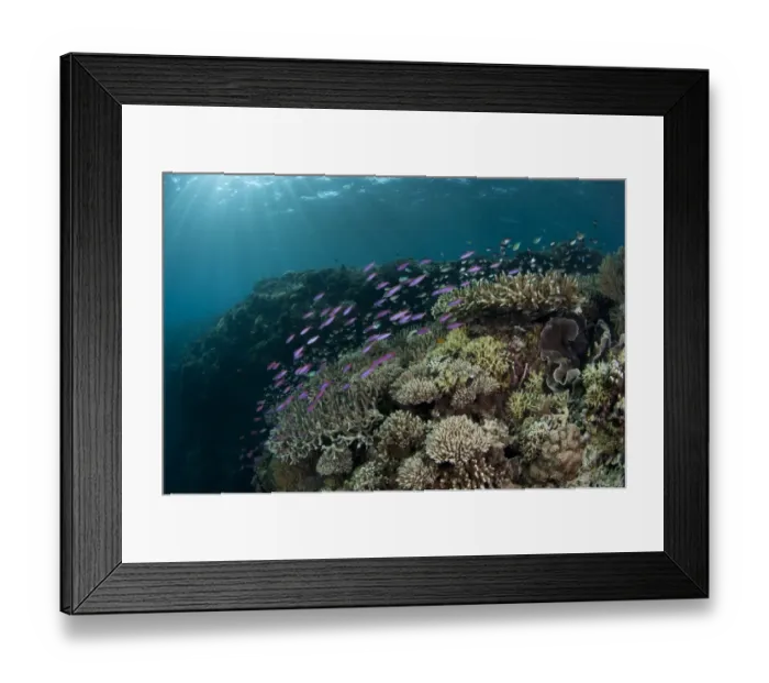 Framed Print : Coral reef habitat with various species of fish, Tutuntute, Wetar Island, Barat Daya Islands, Lesser Sunda Islands, Maluku Province, Indonesia Framed Print : Coral reef habitat with various species of fish, Tutuntute, Wetar Island, Barat Daya Islands, Lesser Sunda Islands, Maluku Province, Indonesia