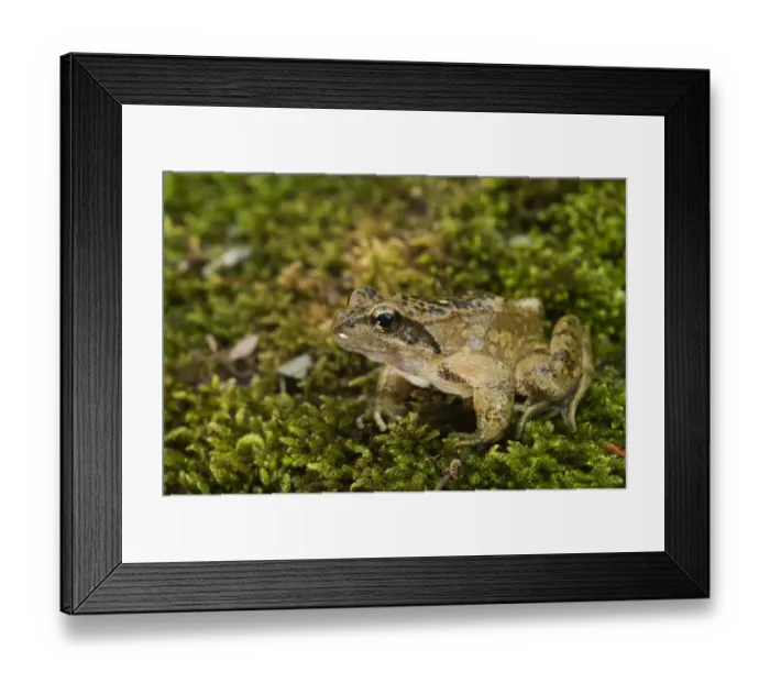 Framed Print : Italian Stream Frog (Rana italica) adult male, sitting on moss, Genova Province, Liguria, Italy, may Framed Print : Italian Stream Frog (Rana italica) adult male, sitting on moss, Genova Province, Liguria, Italy, may