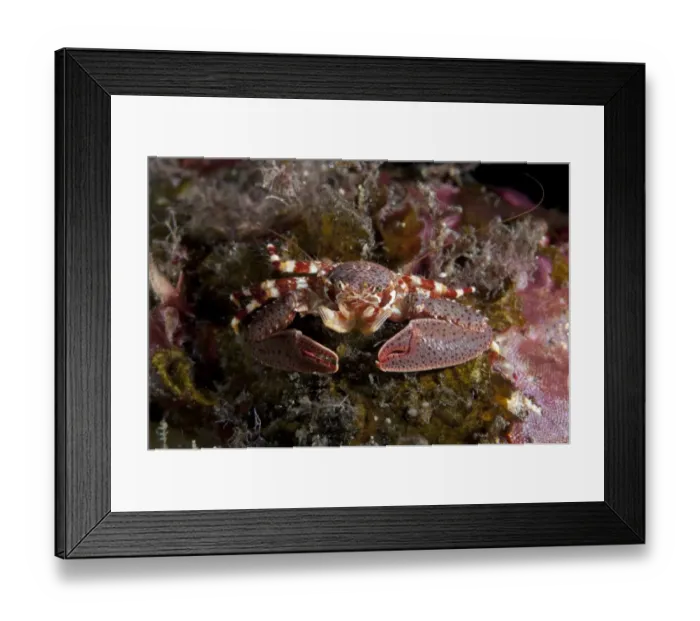 Framed Print : Soldier Porcelain Crab (Petrolisthes militaris) adult, resting on reef, Seraya Beach Resort, Bali, Lesser Sunda Islands, Indonesia
